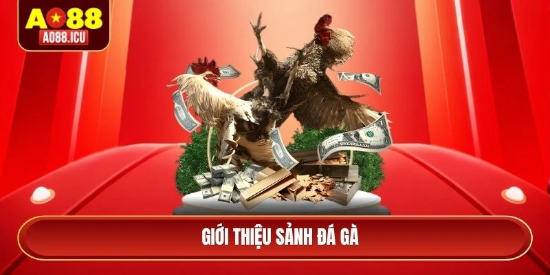 Giới thiệu sảnh đá gà